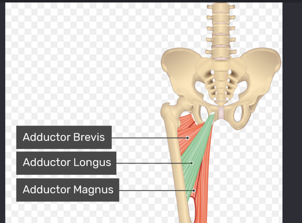 <p>Actions- adducts, flexes, and medially rotates thigh</p><p>Functional groups-</p><ul><li><p>Muscle Group- adductor group</p></li><li><p>Synergists- other adductors, rectus femoris</p></li></ul><p></p>