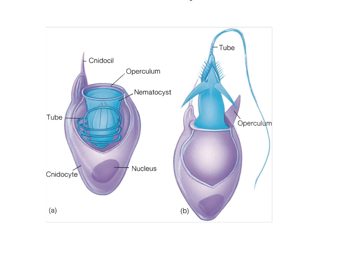 <p>Functions: capturing prey, defense, motility, competition</p><p>Structure:</p><p> <strong>nematocyst is inner stinging part</strong>, inverts to produce tube and string</p><p><strong>operculum </strong>plate covers inner, </p><p><strong>cnidocil </strong>is trigger</p><p>may have barbs, be sticky, or other methods of function</p><p></p>