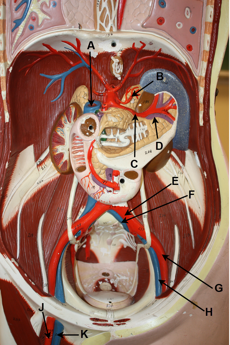 <p>I<span>n the image above, identify blood vessels A, B, C, D, E, F, G, H, J, and K. &nbsp;(There is no letter I.)</span></p>
