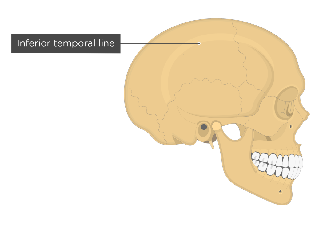<p>Line</p>