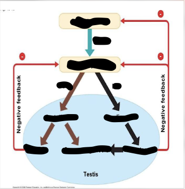 <p>Hormonal control of testes diagram</p>