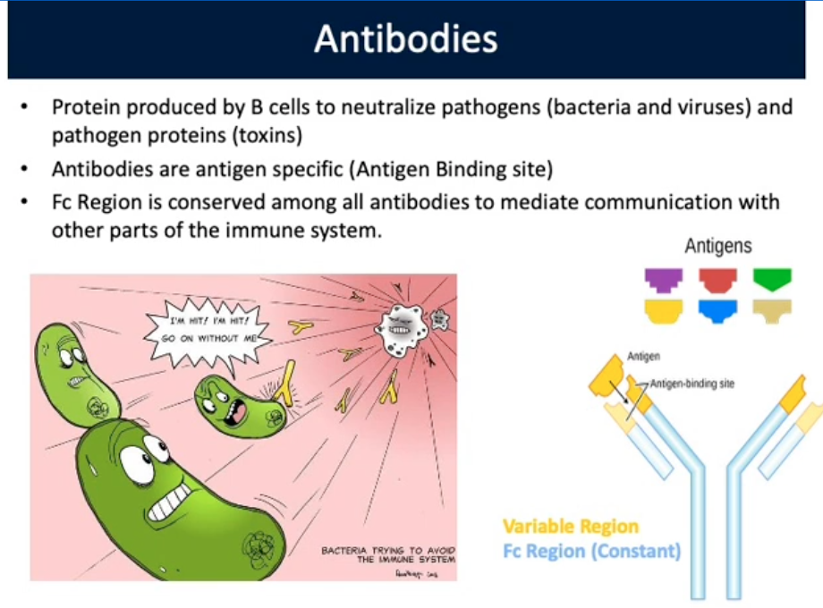 <p>Antibodies</p>
