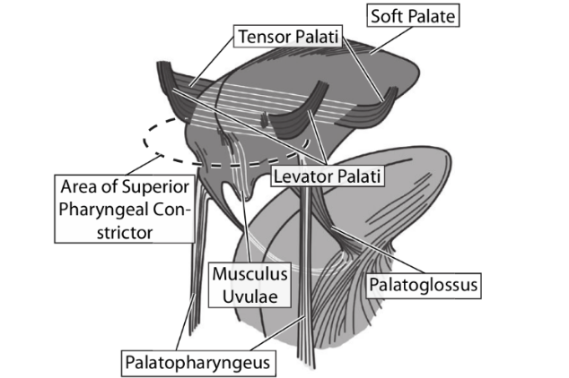 <p>elevates the tongue, assists in uvular constrictions and narrows the oropharyngeal isthmus (OPI) </p>