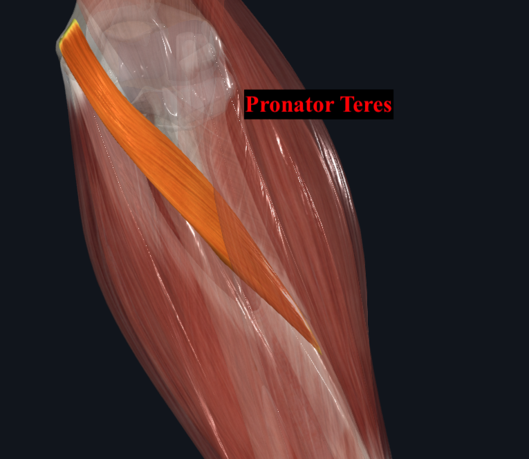 <ul><li><p>Origin: </p><ul><li><p>Humeral Head: medial epicondyle of humerus </p></li><li><p>Ulnar head: coronoid process of ulna </p></li></ul></li><li><p>Insertion: </p><ul><li><p>Lateral surface of radius (distal to supinator) </p></li></ul></li><li><p>Innervation: </p><ul><li><p>Median Nerve </p></li></ul></li><li><p>Main action: </p><ul><li><p>Elbow flexion </p></li><li><p>Pronation of forearm </p></li></ul></li></ul><p></p>