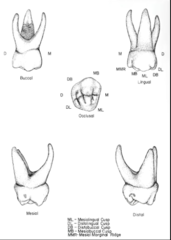 <p>- 3 roots, lingual largest</p><p>- flare to accommodate developing permanent premolar</p><p>- very short root trunk</p><p>- roots are long, slender, widely divergent</p>