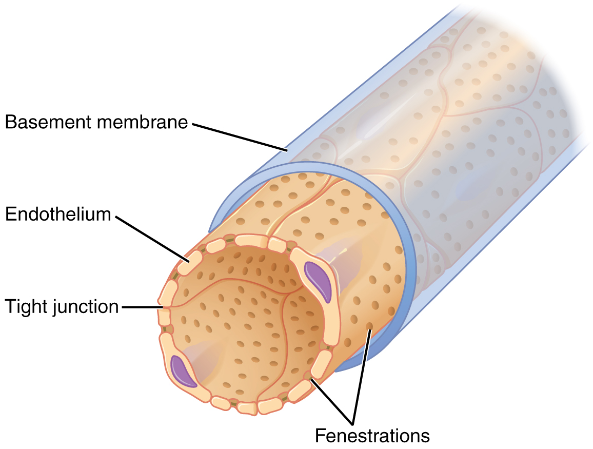 <ul><li><p>Branched and narrow vessels for increase in SA:V ratio and slows flow of blood for more time to exchange</p></li><li><p>Very thin walls (1 cell thick) for short diffusion distance = rapid diffusion</p></li><li><p>Some are fenestrated (gaps) to allow rapid exchange, usually in organs with high metabolic demands (e.g. kidneys but not b</p><p>rain)</p></li></ul><p></p>