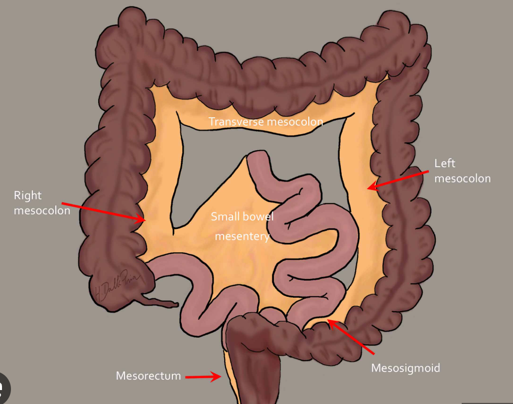<p><span>specialized, double-layered fold of peritoneum that attaches the colon (large intestine) to the posterior abdominal wall, anchoring it while providing mobility and supporting blood vessels, nerves, and lymphatics</span></p>