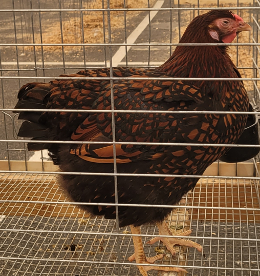 <p>What kind of hen is this?</p>