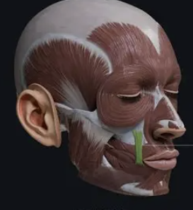 <p>a muscle that elevates the lip and dilates the nostrils, as in expressing distaste </p>