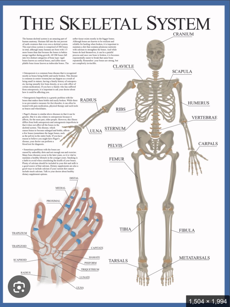 <p>Skeletal System</p>