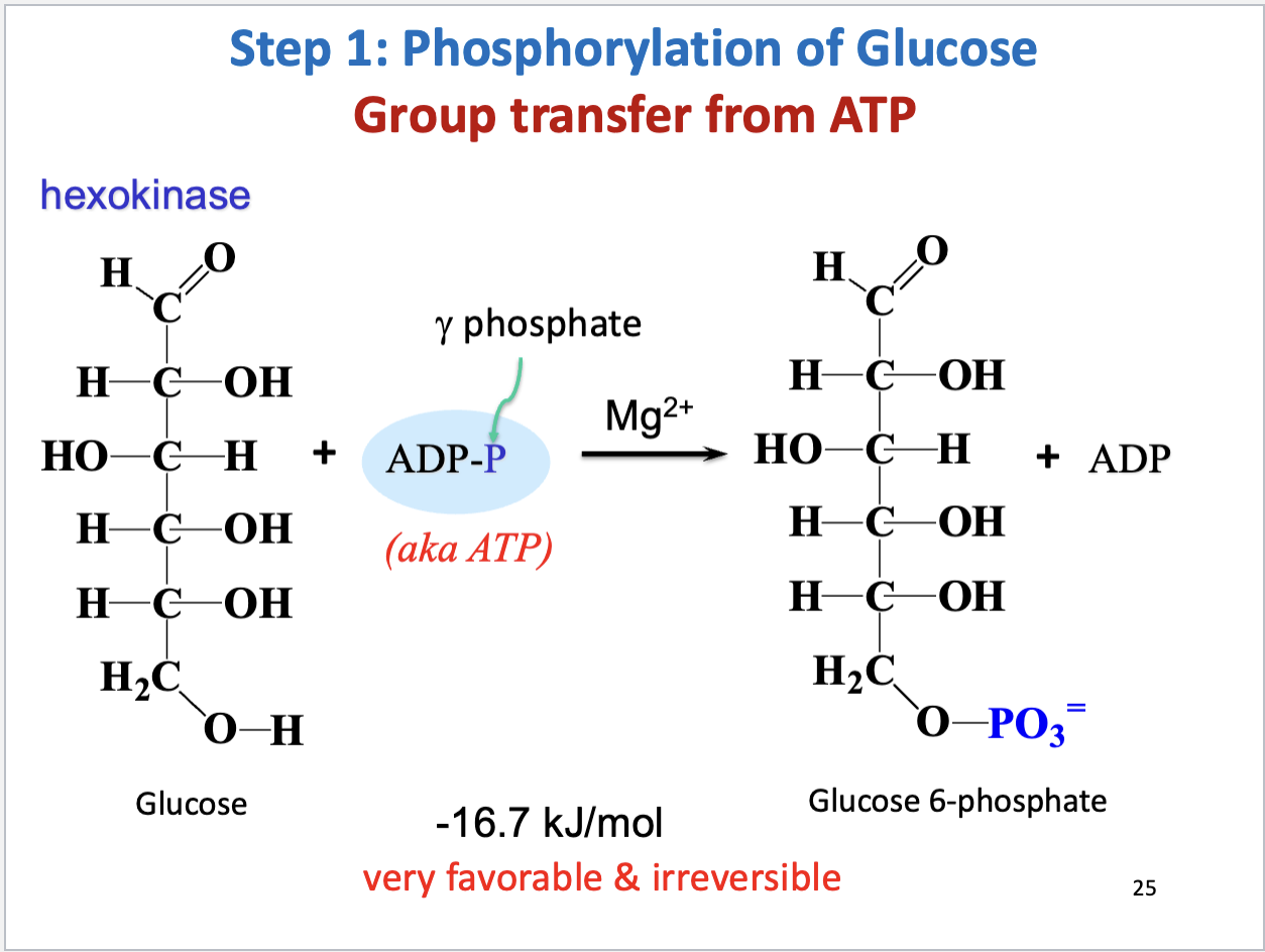 <ul><li><p>Phosphorylation of glucose</p></li><li><p>Substrate: glucose, Product: glucose-6-phosphate</p></li><li><p>Enzyme: hexokinase, Cofactor: Mg2+</p><ul><li><p>Mg2+ binds ATP to shield its negative charges</p></li></ul></li><li><p>Negative delta G (very favorable, irreversible)</p></li><li><p>Regulated by substrate inhibition (excess substrate binds allosterically to enzyme)</p></li></ul><p></p>