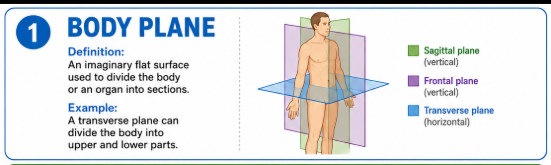 <p>An imaginary flat surface used to divide the body or an organ into sections.<br>Example: A transverse plane can divide the body into upper and lower parts.</p>