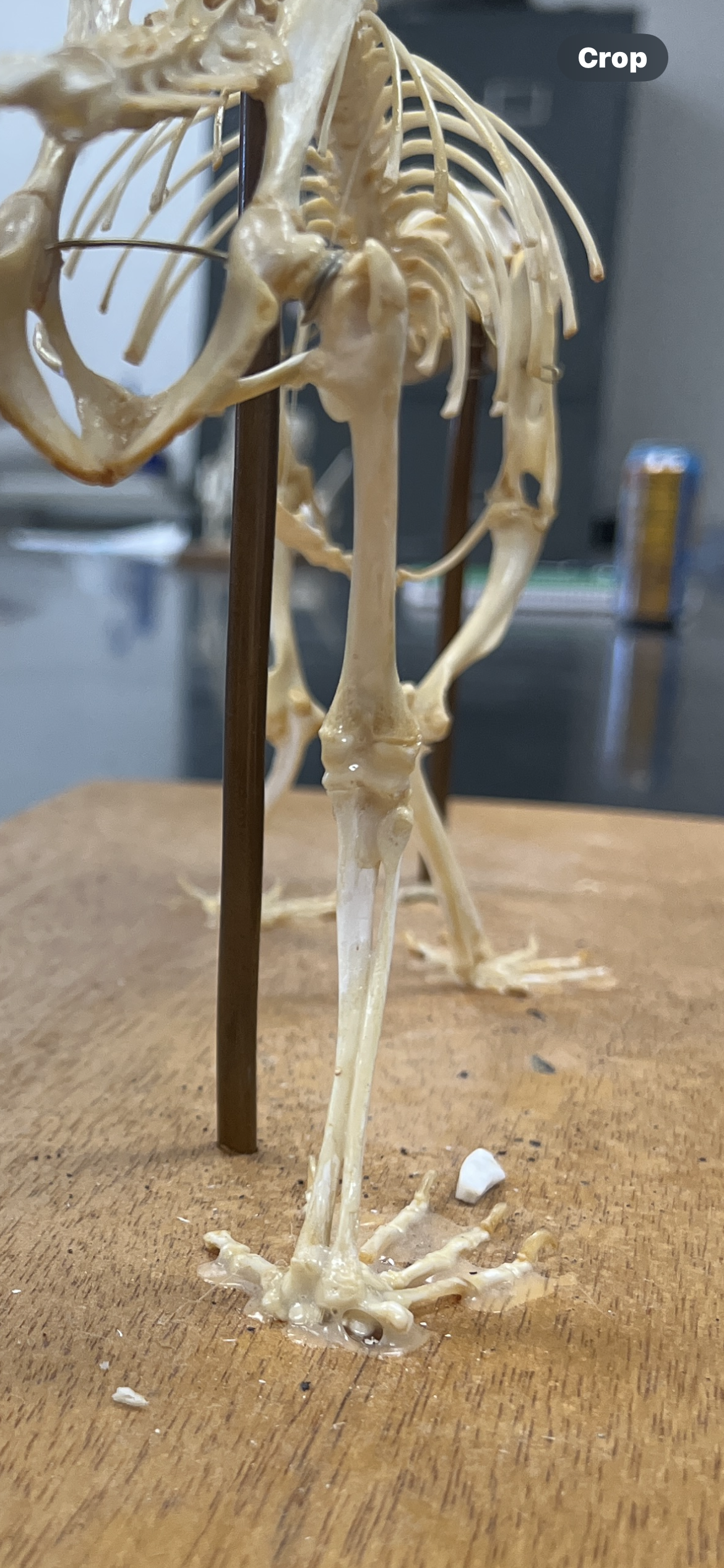 <p>Back Leg</p>