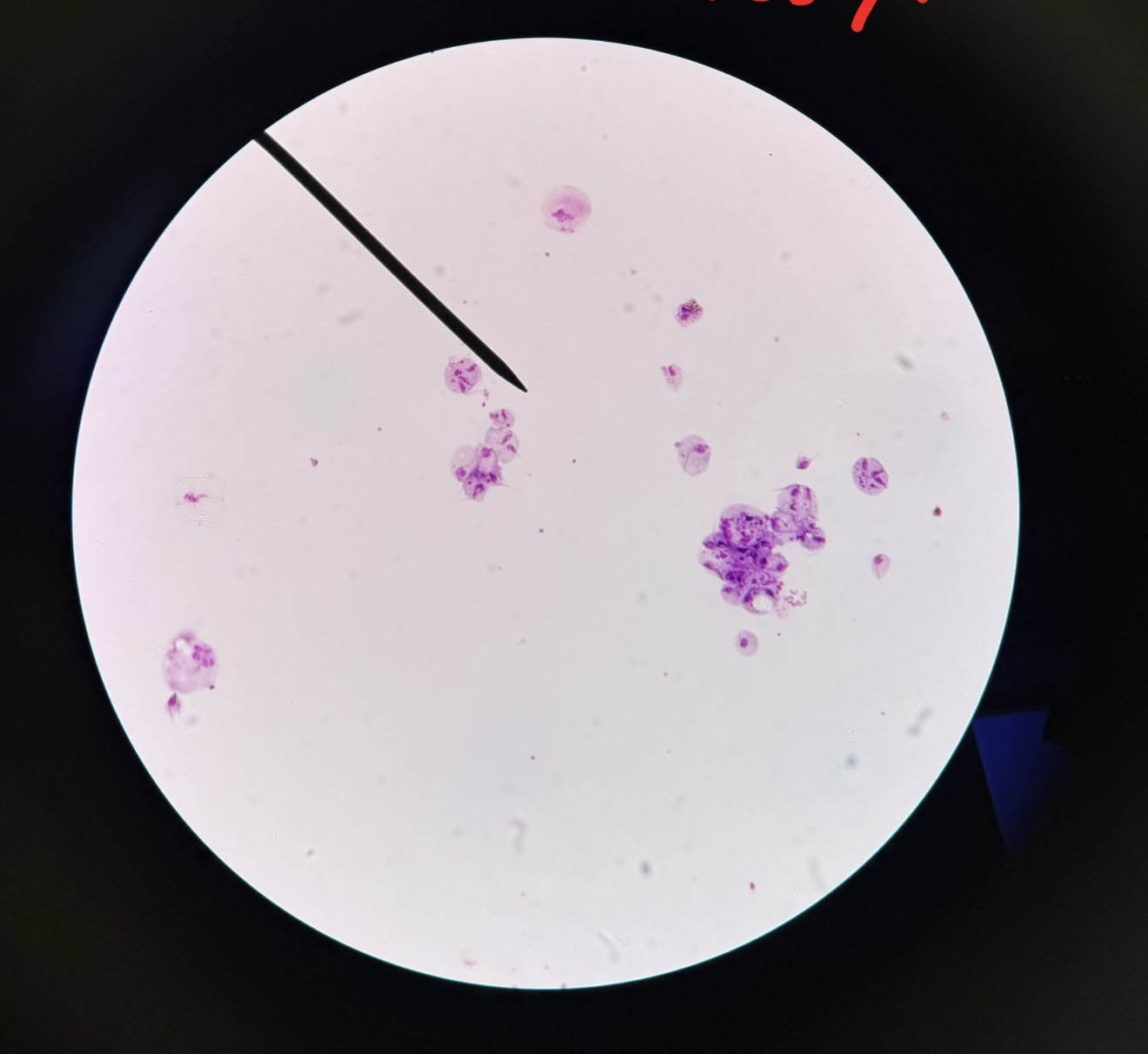 <p>What is this?</p>