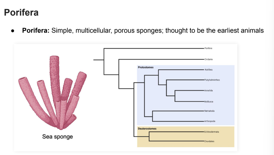 <p><strong>Simple</strong>, <strong>multicellular</strong>, <strong>porous </strong>sponges.</p><ul><li><p>The earliest animals</p></li></ul><p></p><p>Neither <strong>protosomes nor deutrosomes</strong></p>