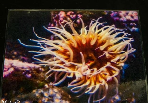 <p>What phylum is this?</p>