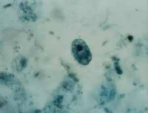 <p><span style="background-color: rgba(0, 0, 0, 0); line-height: 19.7625px;">What is the species in this photo and WHY?</span></p>