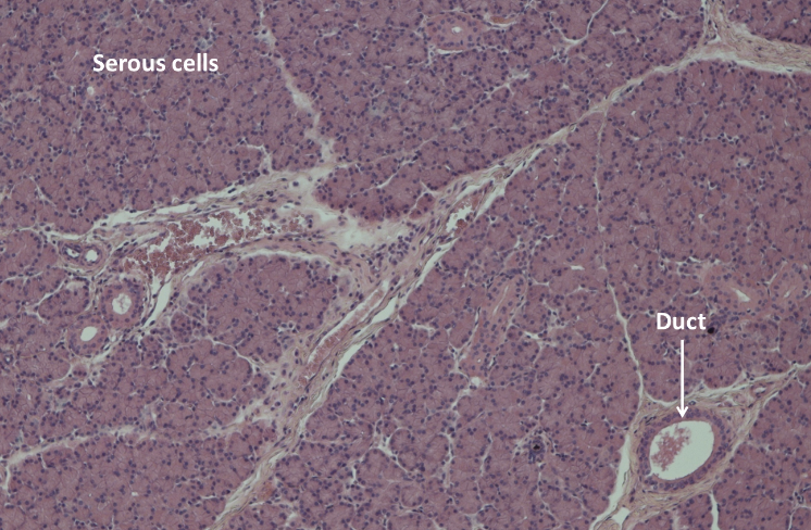 <p>what is this a sample of? </p>