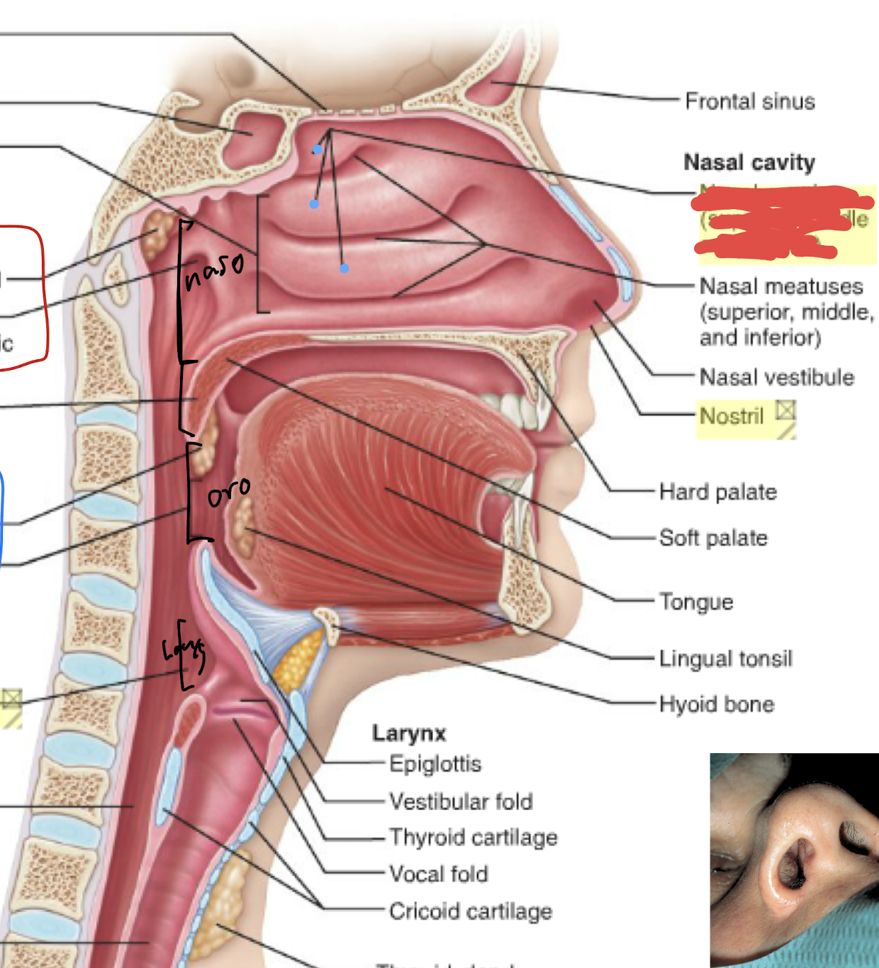 <p>The turbinate bones are the ______, ________ and ______ nasal conchae</p>