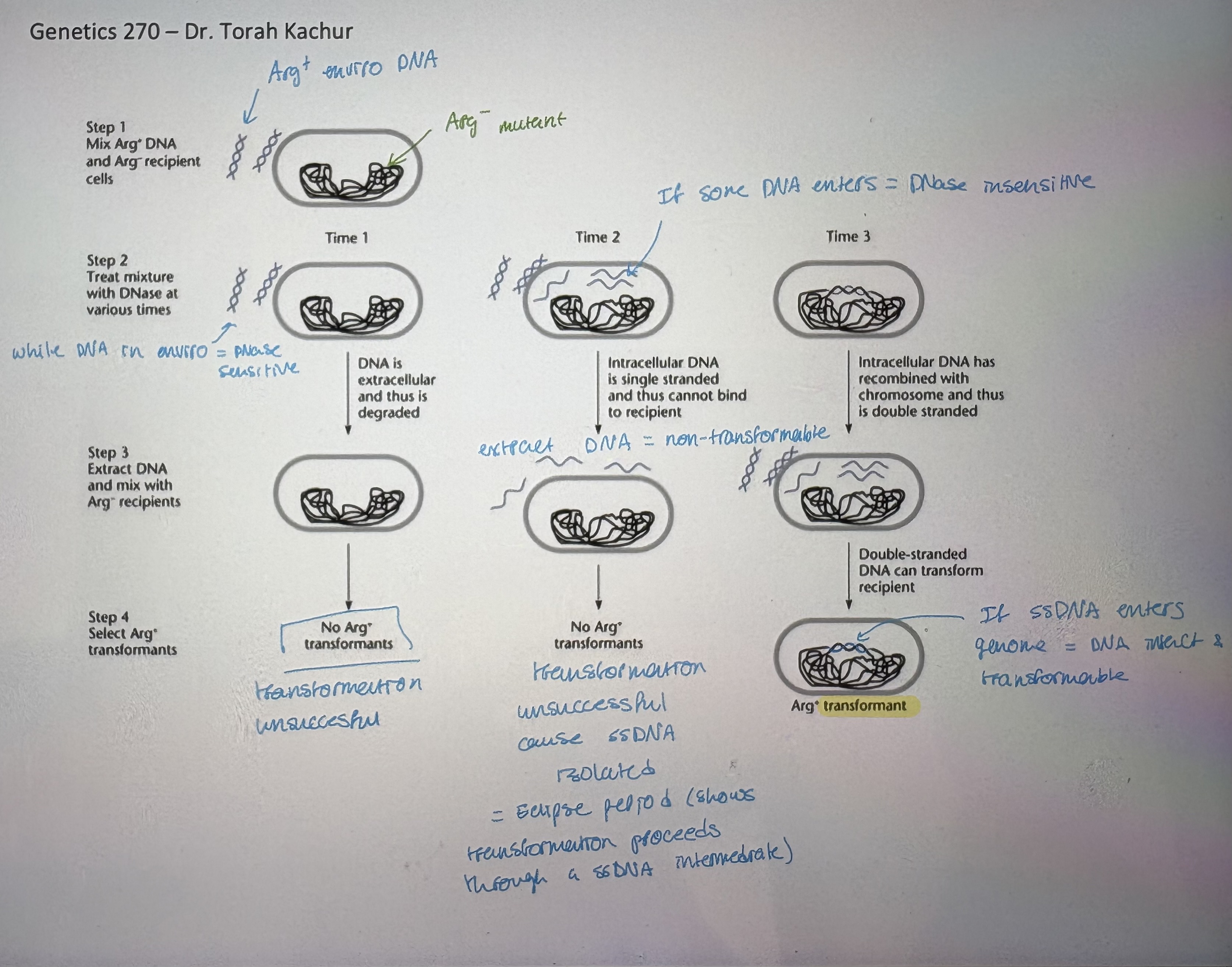 <p>- DNA becomes incorporated stably into genome of recipient</p><p>- Shortly after DNA is taken up → DNase one strand</p><p>- ss-tDNA is coated in RecA (facilitates recombination)</p><p>- ss-tDNA displace one strand IF there is homology</p><p>- Nicking of recipient strand. Strand invasion &amp; displacement swaps new tDNA off original</p><p>- May be small sequence diff between gDNA &amp; tDNA</p><p>- Creates a hybrid DNA strand is a mismatch</p><p>- Mismatch repair (MMR) will repair mismatch &amp; sometimes will repair it to the new allele</p><p>- after this occurs, transforming DNA CAN be reisolated and used to transform another bacterium</p><p>- if sequence differences are not repaired then recombinant progeny arise</p><p>- Transforming DNA goes through several states:</p><ul><li><p>dsDNA → transformable</p></li><li><p>ssDNA → non-transformable</p></li><li><p>dsDNA (heteroduplex) → transformable</p></li></ul><p>- Arg- example (see pic)</p><p></p>