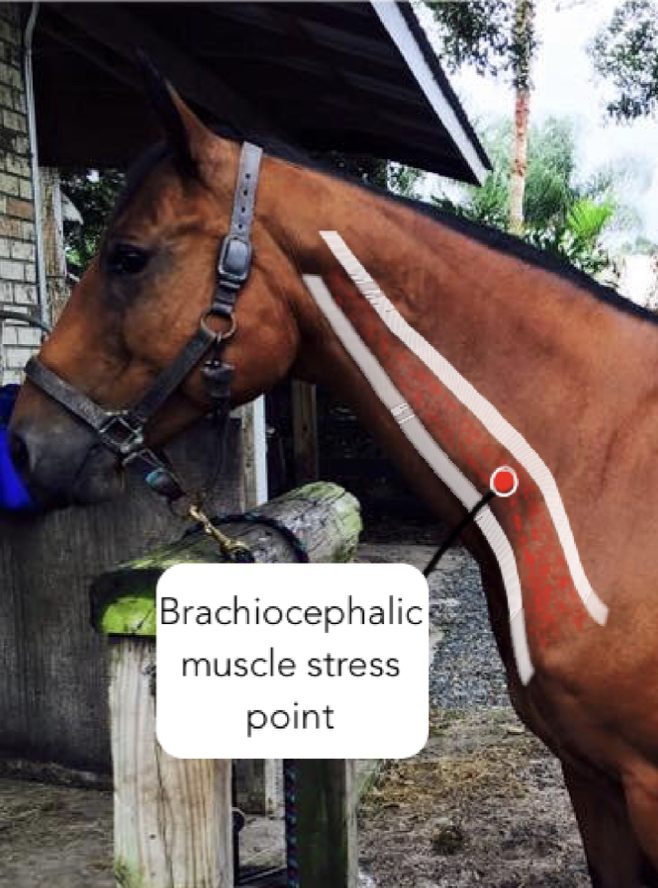 <p>Brachiocephalic muscle; involved in moving neck to the side when contracted unilaterally. </p>