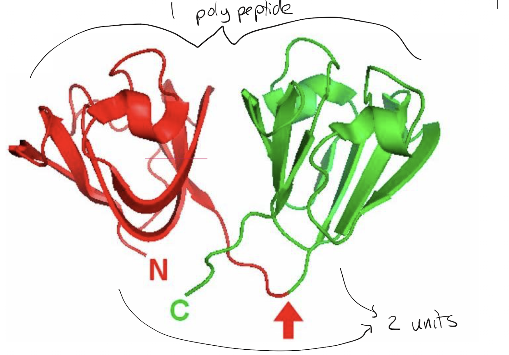 <p>Their chains have >200 amino acids</p>