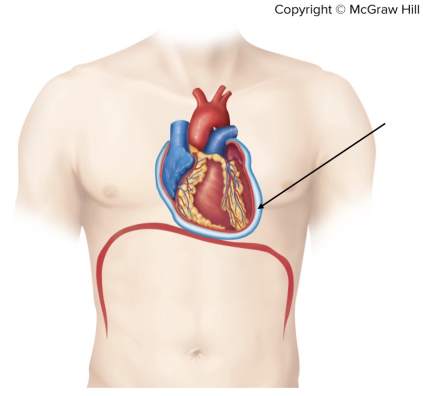 <p>Name the cavity</p>