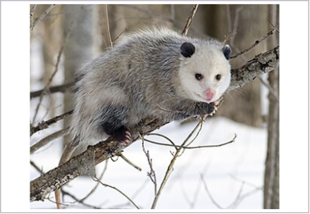 <p>What is the subclass of the animal shown?</p>