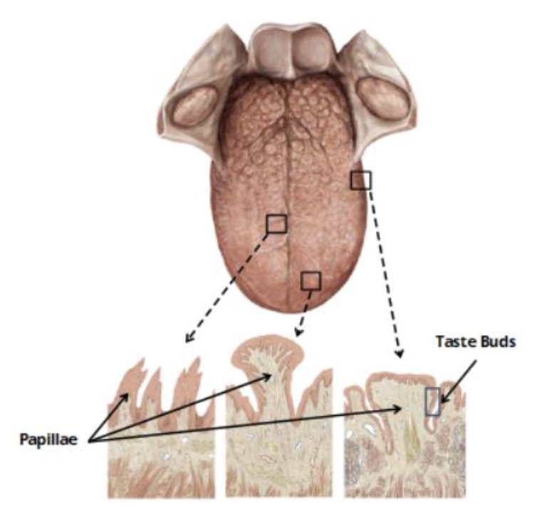 <p>papillaie</p><ul><li><p>projections/bumps on the tongue </p></li><li><p>can contain taste buds </p></li></ul><p></p>