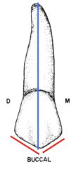 <p>shorter</p>