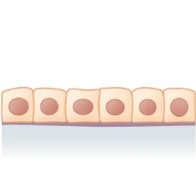 <p>What the shape and layer of this epithelial tissue?</p>