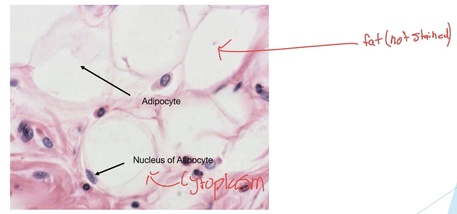 <p>collections of adipocytes surrounded by loose connective tissue</p><p>large deposits of lipids</p><p>found in the ureter and mammary gland</p>