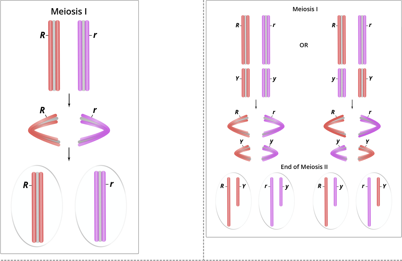 <p><strong>Under the hypothesis of "independent assortment," what are the predicted gamete genotypes produced by the <em>RrYy</em> F<sub>1&nbsp;</sub>parents? (Note that since each parent has the same genotype, all the sperm and eggs will have the same genotypes.)</strong></p><p></p><p>… gamete genotypes will be produced, in equal numbers. To predict the F<sub>2</sub> offspring genotypes, the Punnett square will have …. rows, …. columns, and 16 cells.</p><p><br>picture on left is principle of  whats (<span>alleles of the same gene separate from each other ….. to gamete formation. Caused by the separation of ….. chromosomes at the end (anaphase and telophase) of Meiosis I.</span></p>