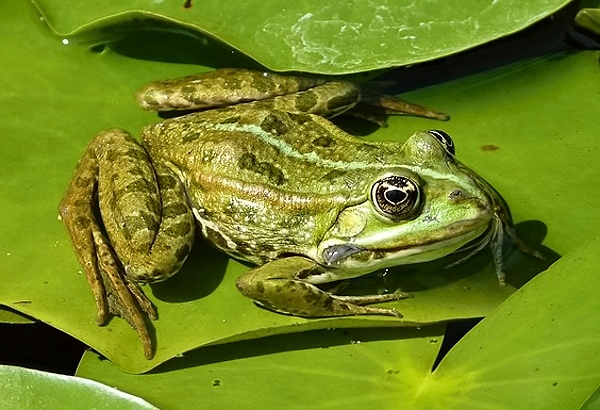 <p>olivově zelený hřbet s tmavými skvrnami a bílé až nažloutlé břicho</p>