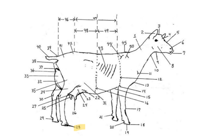 knowt flashcard image