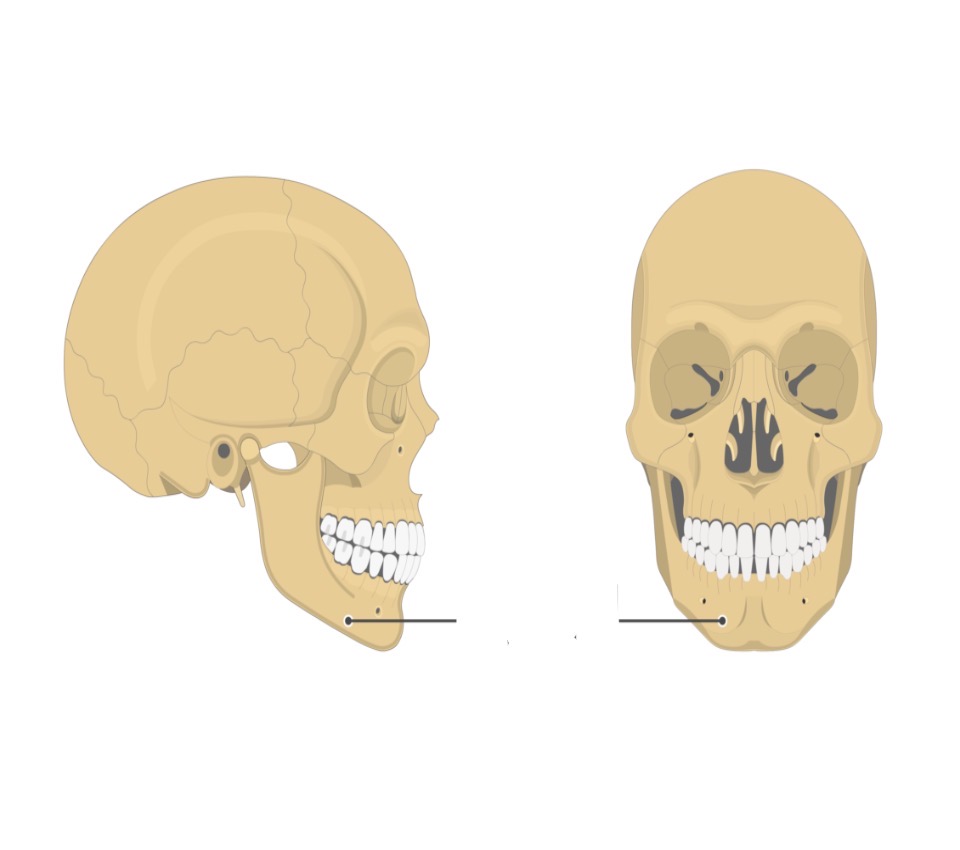 <p>A facial bone that includes the mandibular condyle.</p>