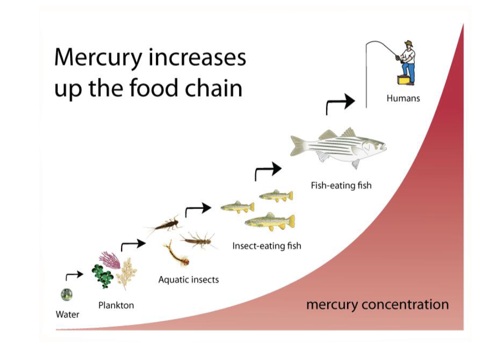 <p>Mercury Increases Up the Food Chain</p>