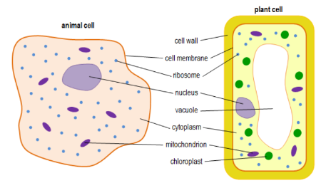 <ol><li><p>cell wall</p></li><li><p>chloroplast</p></li><li><p>vacuole</p></li></ol><p></p>