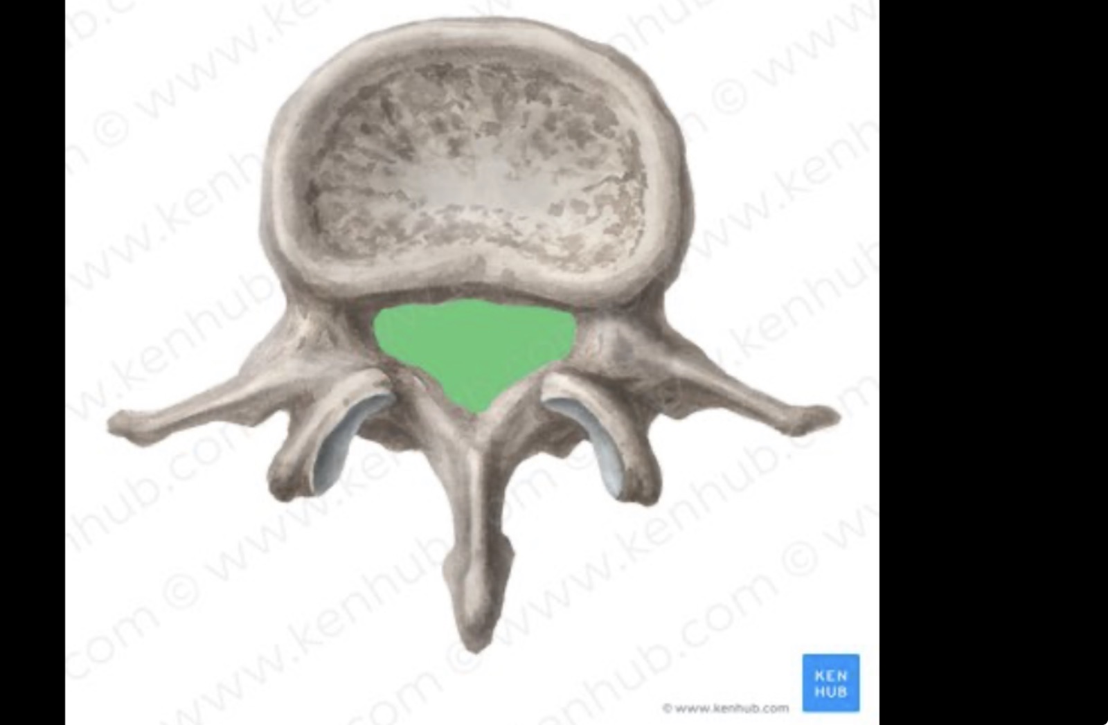 <p>Hole in vertebrae </p>