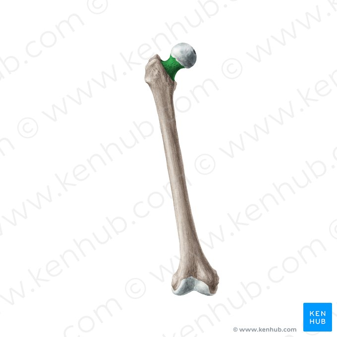 <p>The constricted region just below the femur head, serving as a pivotal connection between the head and the shaft of the femur. </p>