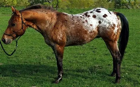 <p>Pony </p>