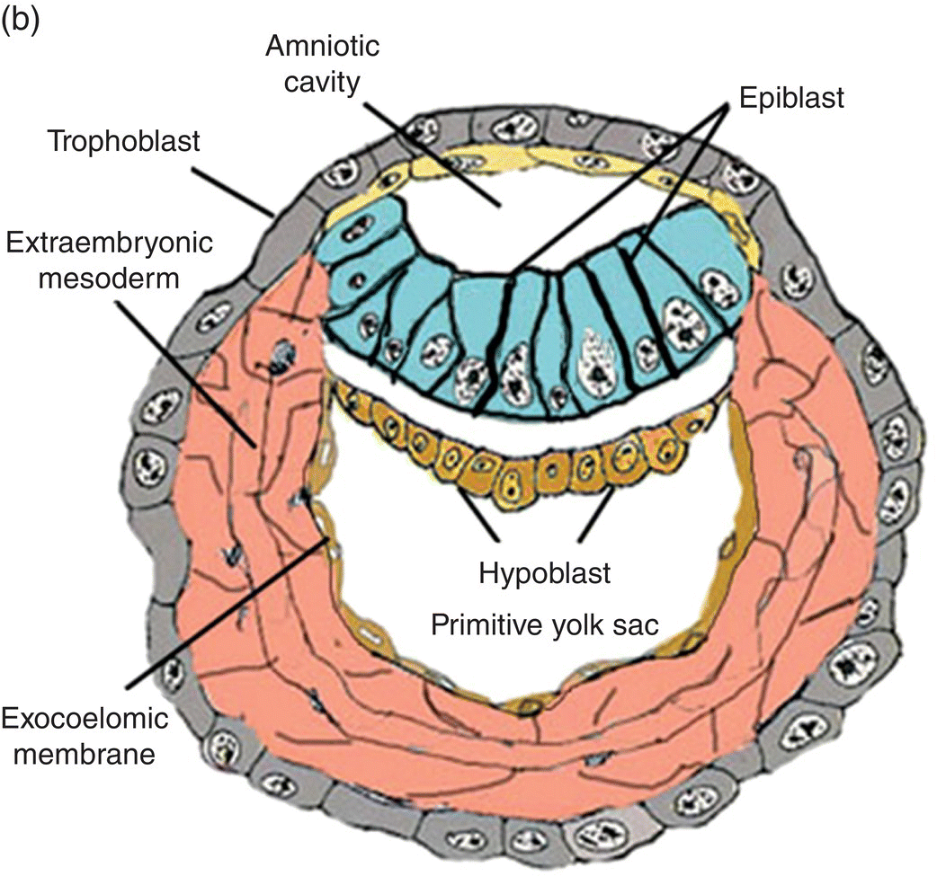 <ol><li><p>inner surface of cytotrophoblast</p></li><li><p>outer surface of exocoelomic cavity</p></li></ol><p></p>