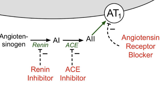 <ul><li><p>inhibiting angiotensin pathway → decrease vascular tone</p></li><li><p><span style="background-color: transparent;"><strong>renin-inhibitor</strong>: block angiotensinogen → angiotensin I formation (earliest step)</span></p></li><li><p><span style="background-color: transparent;"><strong>ACE inhibitor</strong>: block conversion of angiotensin I → angiotensin II </span></p></li><li><p><span style="background-color: transparent;"><strong>angiotensin receptor blockers (ARBs):</strong> block angiotensin receptor directly → Ang II present but no Gq → decrease Ca<sup>2+</sup> signaling → vasodilation</span></p></li></ul><p></p>