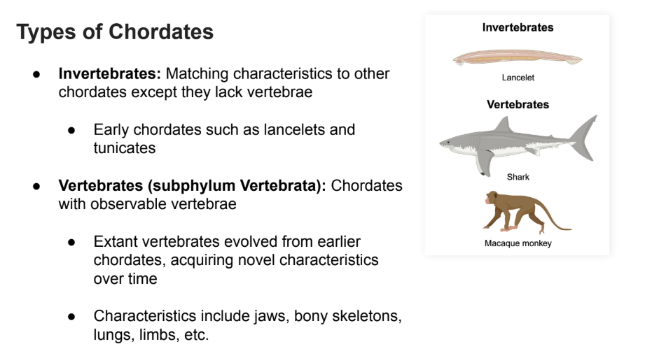 <p>A type of <strong>chordate </strong>that has matching characteristics to other chordates except they <strong>lack vertebrae</strong></p><ul><li><p>Early chordates such as <strong>lancelets </strong>and <strong>tunicates</strong></p></li></ul><p></p>