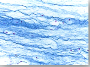 <p>Name that tissue </p>