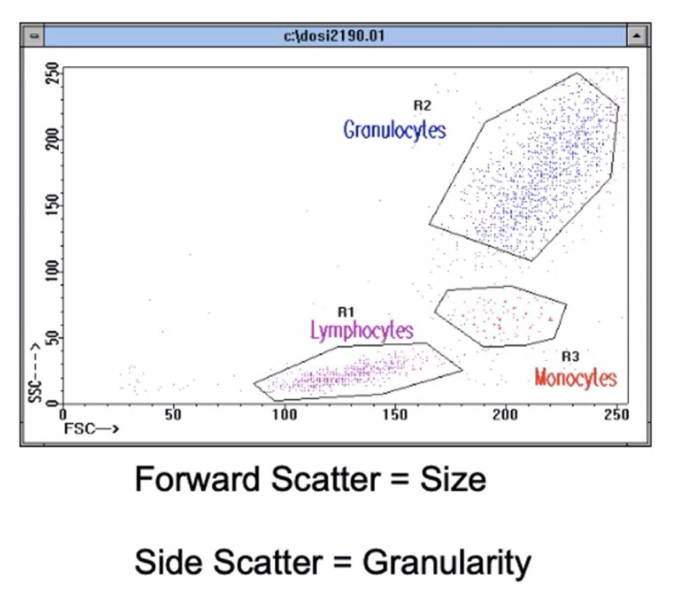 <ul><li><p>Cells are not opaque, they can <u>create side scatter due to granularity</u></p><ul><li><p>Granularity: Number of things in the cell</p></li><li><p>Low side scatter can indicate that the cells are lymphocytes</p></li></ul></li><li><p><u>Forward scatter: Due to size</u></p></li><li><p><u>Density: Color brightness</u></p><ul><li><p>Identify populations by high or low, not by the specific number</p></li></ul></li><li><p>Location on graph is relative</p></li><li><p><u>KNOW GRAPH SHOWN FOR EXAM</u>  </p></li></ul><p></p>