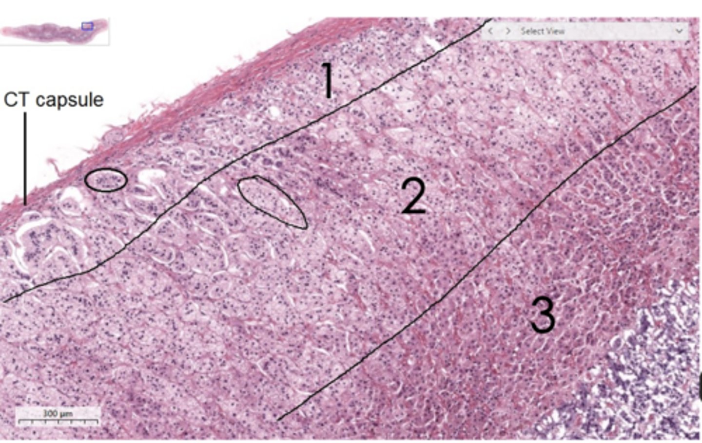 <p>Identify the specific region of the cortex (#3)</p>