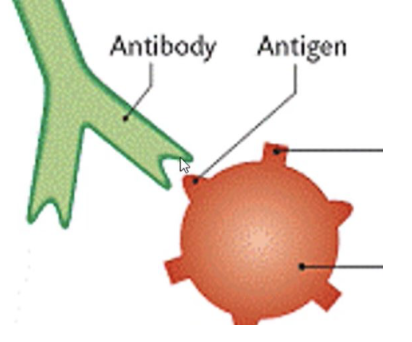 <p><span>Which of the following is <strong>true</strong> in regard to antigen-antibody interactions?</span></p><p>-A single antibody can respond to hundreds or thousands of different antigens</p><p>-A single cell will only produce a single type of antigen</p><p>-Antibodies can only respond to the exact antigen they were made for</p><p>-None of the above are true</p>
