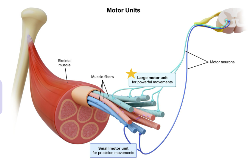 <ul><li><p>Only a few muscle fibers innervated by a motor neuron</p></li><li><p>Used for precise movements (i.e.<strong> fine motor control</strong>)</p></li></ul><p></p><p>Example: <strong>extraocular eye muscles</strong></p>