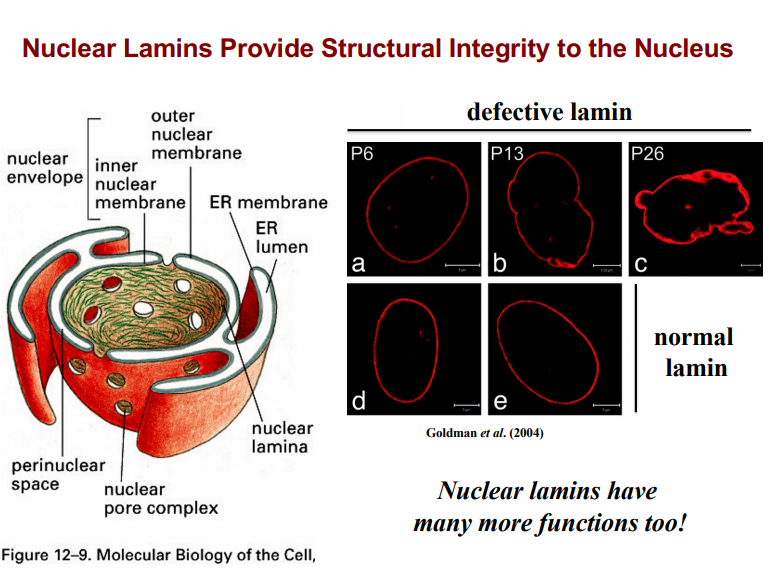 <p><span style="background-color: transparent;"><strong>Functions of the Nuclear Envelope</strong></span></p>